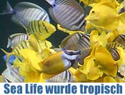 2008: Sea Life München wurde tropisch mit 2.000 farbenpächtigen Riffbewohnern (Foto: Martin Schmitz)